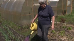 Голова садовая - Почему чеснок желтеет. Хочет марганцовки