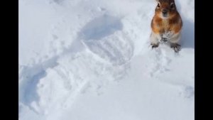 "Зимняя музыка" - "Мой волшебный лес"