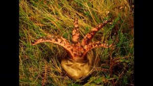 Devil's Fingers or Octopus Fungus Clathrus archeri emerging from 'egg'