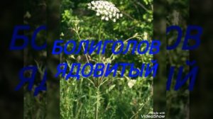 Эту траву никогда нельзя давать кроликам!!! Кролики умирают от этой травы. Топ 5.Ядовитая трава
