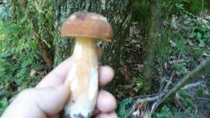 Сделал улей из полетов для пчел в лесу.Установил на дереве улей для пчел в лесу.Грибы сбор лисичек