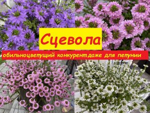 Сцевола Scaevola - редкий и очень красивый летник для любого интерьера