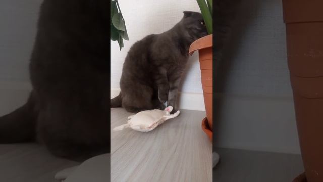 Скоро новый год!! готовятся коти и кошки!!!🐱