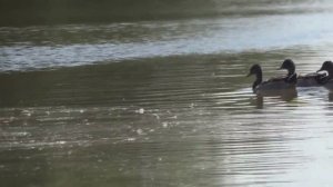 Утки плавают в пруду природного парка "Гусиный остров".