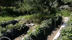 Самая Важная подкормка во время цветения. Чем подкормить клубнику для большего урожая.