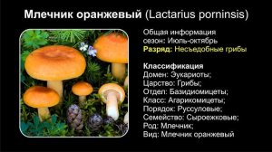 ВСЕ ВИДЫ ГРИБОВ МЛЕЧНИКОВ ЧАСТЬ ВТОРАЯ