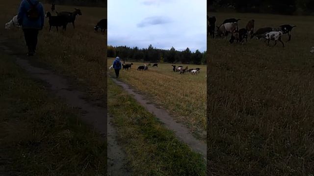 как работает собака - пастух, породы Азорская пастушья..