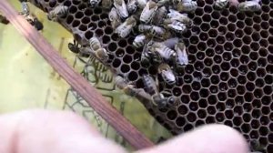 подсиливание отводка пчел, в сентябре - часть 2