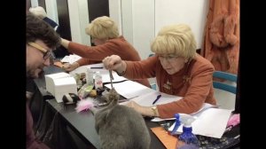 Выставки. Наши русские голубые кошки blueberries cats. Performance at exhibitions WCF