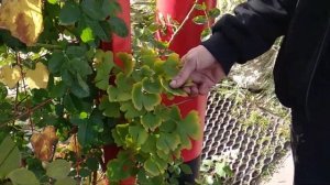 Гинкго билоба в саду