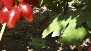 Журавчик красный (новая селекция винограда Голуба А.А.)