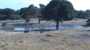 Веб камера в Южной Африке