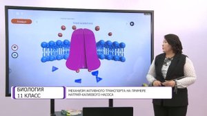 Биология. 11 класс. Механизм активного транспорта на примере натрий-калиевого насоса /23.10.2020/