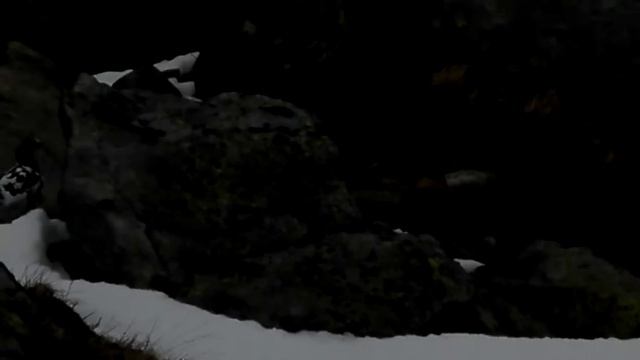 горная куропатка смотреть онлайн