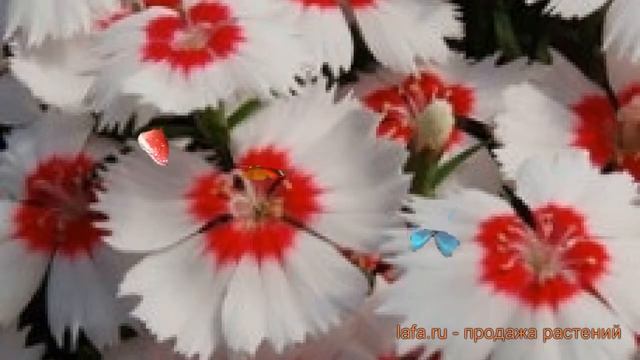 Гвоздика обыкновенная Ред сентеред вайт ? обзор: как сажать, семена гвоздики Ред сентеред вайт смотреть онлайн