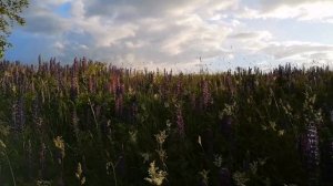 Озеро в Толмачево. Радуга над Брянском