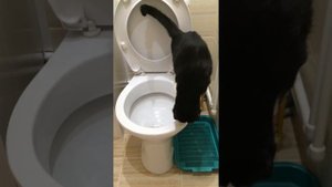 Умная Кошка ходит на унитаз