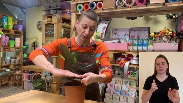 Комнатное растение Фикус Абиджан { СУРДОПЕРЕВОД } Чем он отличается от Фикуса Робуста : ищем отличи смотреть онлайн