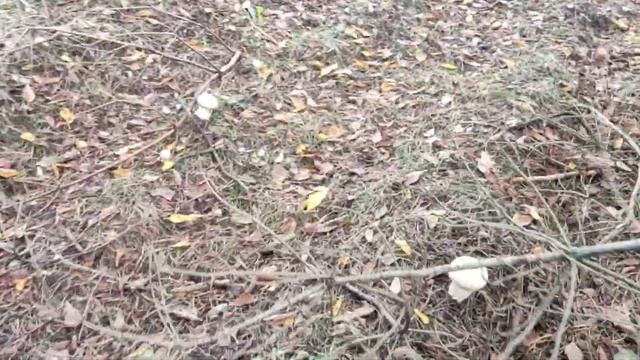 @Рыжики, сегодня по грибы! смотреть онлайн