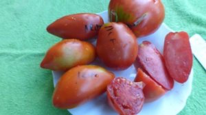 сорта томатов в разрезе Зогол Йошкин кот Испанский Лефебра Киванис Итальянская слива Колхозная коро