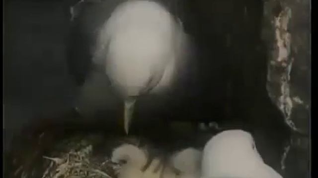 Они выросли и забыли своих родителей  А вы помните?