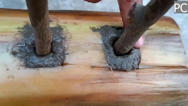Выращивание лимонного дерева из черенков? Невероятно уникальный способ !