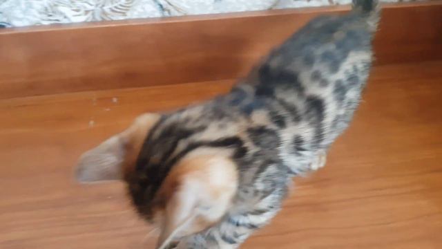 Бенгаленок 2 мес смотреть онлайн