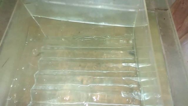 Друзья подготовил аквариум для нереста тернецыи смотреть онлайн