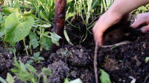 Заглубление корневой шейки=причина гибели садов.