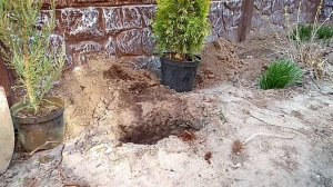 Как высадить тую, можжевельник, ель в открытый грунт - Посадка хвойников