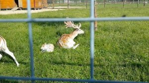 Пятнистый олень   Sika deer  spotted deer