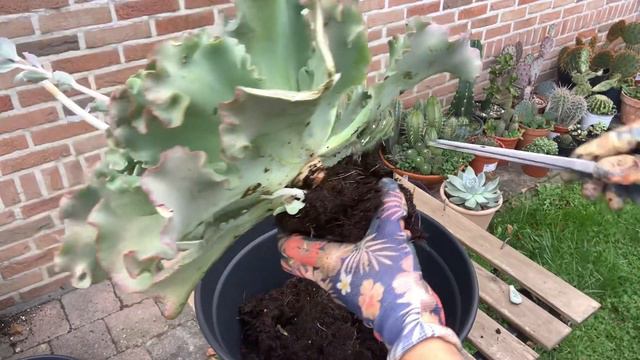 Echeveria Curly Locks ve yeni aldıklarım #vlog #succulents #echeveria смотреть онлайн
