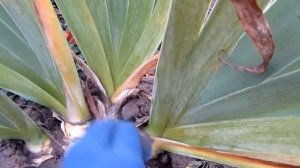 Ирис бородатый. Как я готовлю ирисы к зимовке.