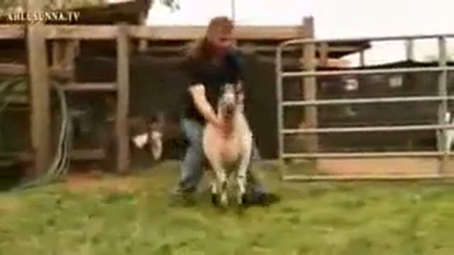 Успокоение баранов во время закалывания смотреть онлайн