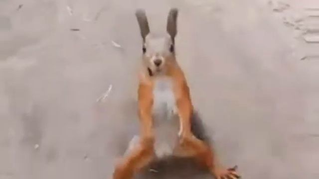 Белка больная смотреть онлайн