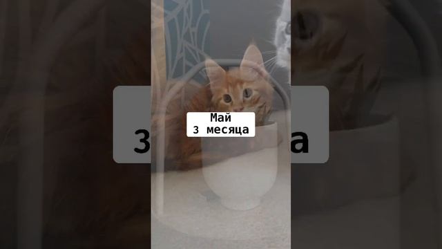 Как быстро растут коты мейн-кун? смотреть онлайн