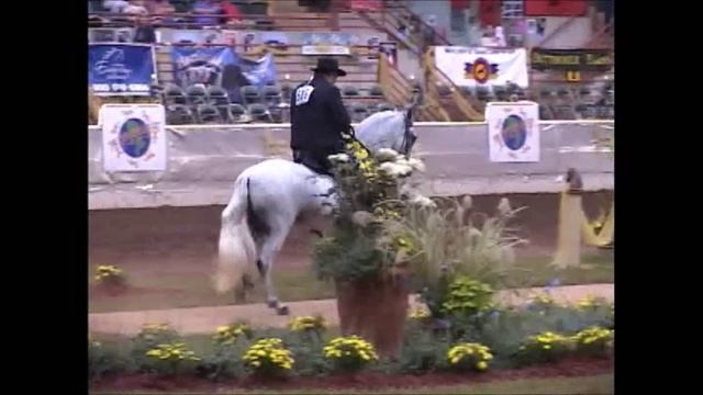 Gaits of the Paso Fino.wmv смотреть онлайн