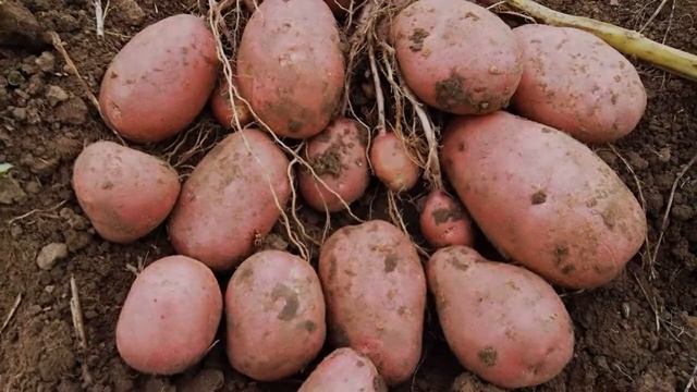 Желтая Картошка Сорта смотреть онлайн