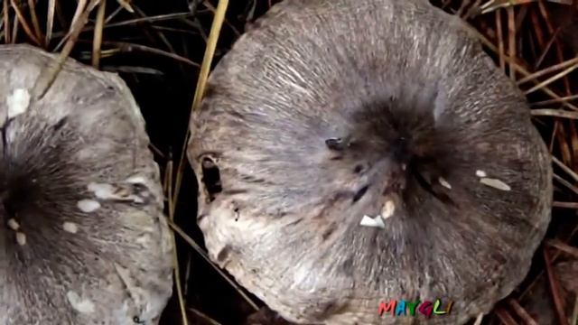 Какие Грибы Растут в Ноябре Рядовки Мышиные смотреть онлайн