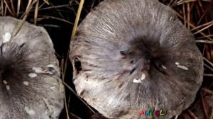 Какие Грибы Растут в Ноябре  Рядовки Мышиные