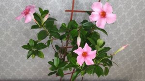 Мандевилла. Дипладения. Самая красивая цветущая комнатная лиана. Правильный уход в домашних условия