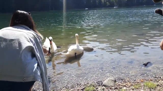 Изумрудное озеро Лебеди смотреть онлайн