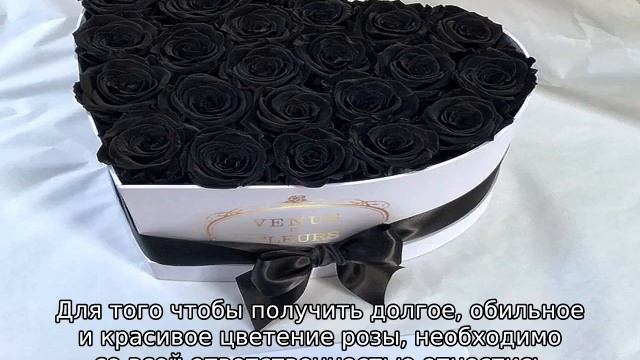 Цветок черная роза