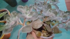 ???Мои комнатные растения.Обзор некоторых суккулентов.Калоцефалус,каланхое,замиокулькас.???