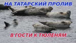 В гости к тюленям, пешком по побережью Татарского пролива
