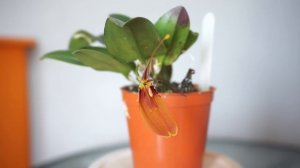 Орхидея рестрепия: уход в домашних условиях