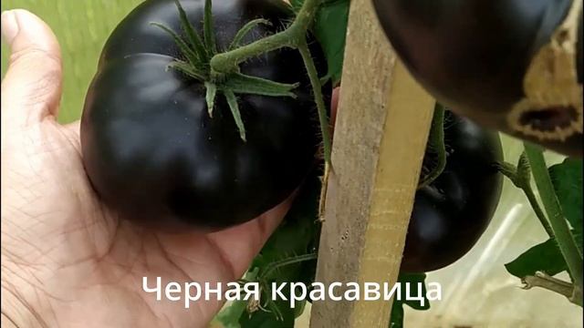 ОБЗОР ЛУЧШИХ СОРТОВ ТОМАТОВ 2022 ГОДА. ВЫБИРАЕМ СОРТА ДЛЯ ПОСАДКИ.