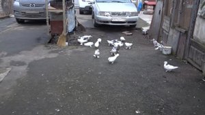 Армянские голуби. Разновидность Гюмри.