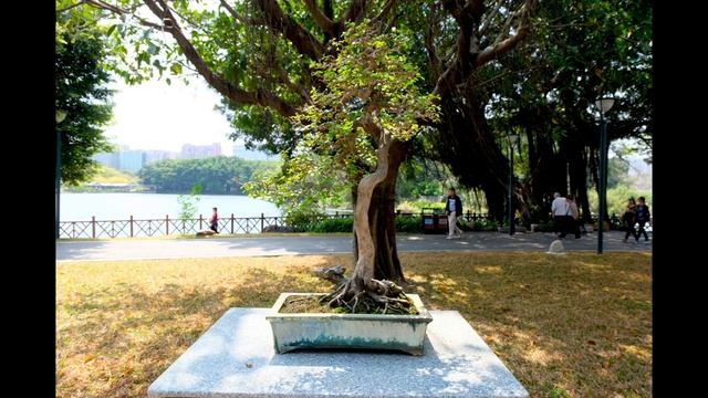 Бонсай парк в Гуанжоу - Дом Бонсай Лингнан. Bonsai in China Today - Lingham Bonsai Home