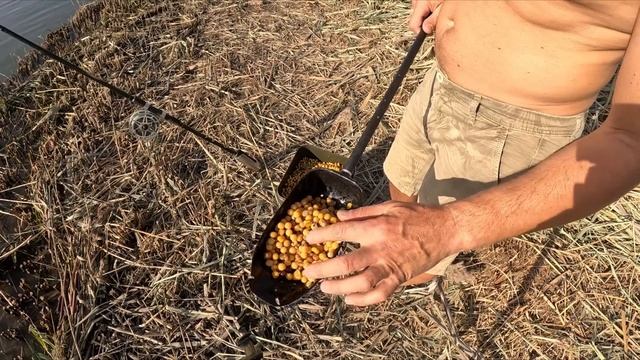 Глибокий Турунчук. Ловимо Сазана та жаримо шашлик! №5. 28.09.2023 смотреть онлайн